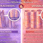 Difference Between Tracheids and Vessels in Plants