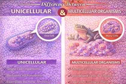 Difference Between Unicellular and Multicellular Organisms