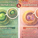 Difference Between Vegetative Cell and Generative Cell