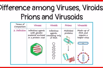 difference-between-viroid-and-prion
