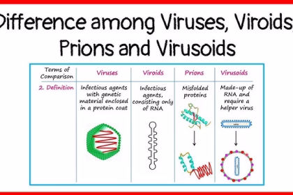 difference-between-viroid-and-prion