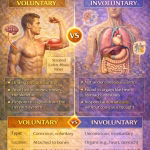 Difference Between Voluntary and Involuntary Muscles