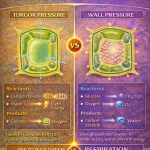 Differences Between Turgor Pressure and Wall Pressure