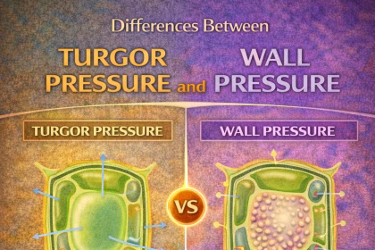 Differences Between Turgor Pressure and Wall Pressure